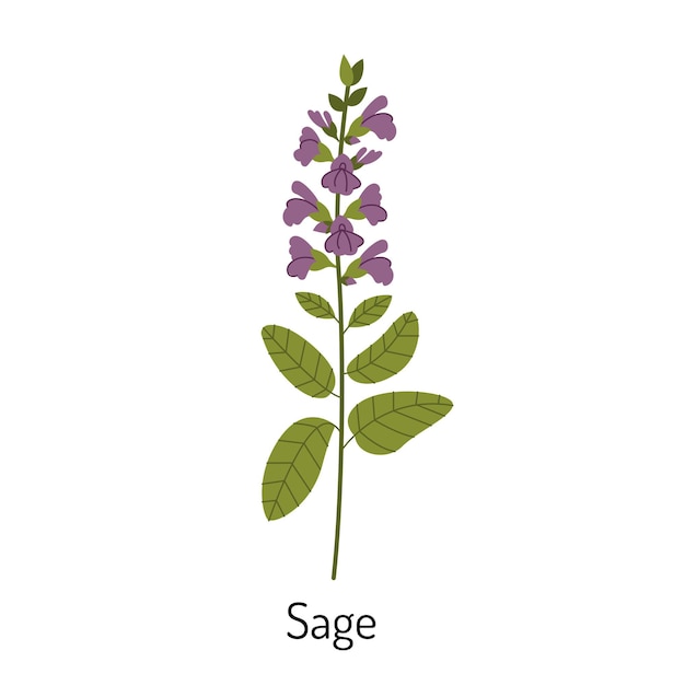 Vector illustration of sage grass in a flat style isolated on a white background Medical herbs and medicinal plants