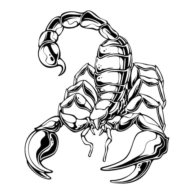 Vector illustration Scorpion in a stance ready to attack with its sting black and white design