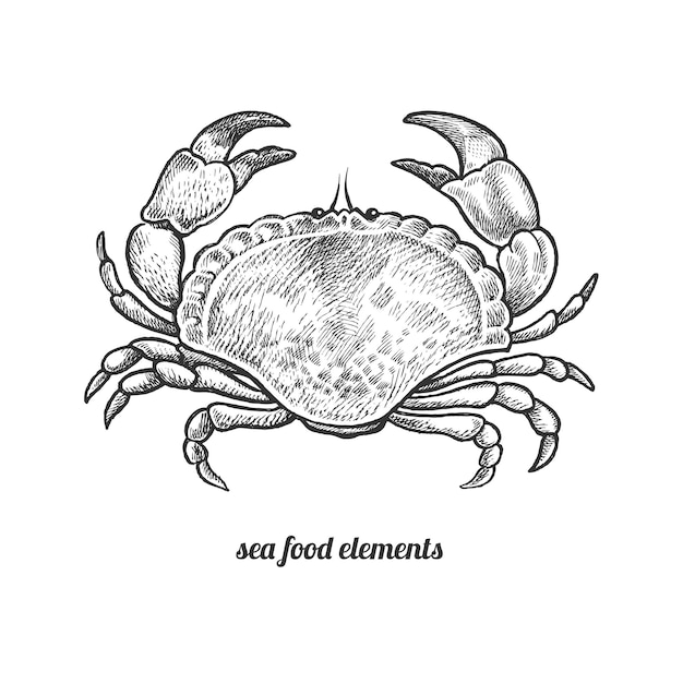 Vector vector illustration of seafood crab