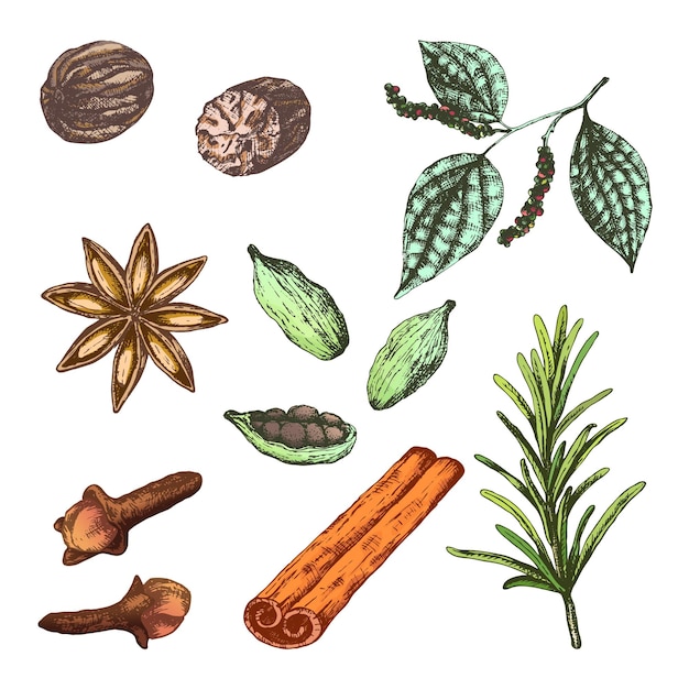 Vector illustration set with spices for mulled wine Merry Christmas Collection ingredients herbs nutmeg peppercorn anise clove and rosemary and cardamom Good for cafe and bar and package design