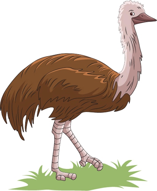 Vector illustration showing emu cannot fly