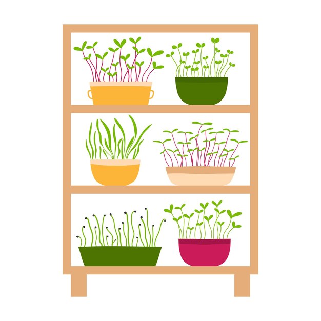 Vector vector illustration of a stele with potted plants shelf with microgreens growing microgreens vector illustration