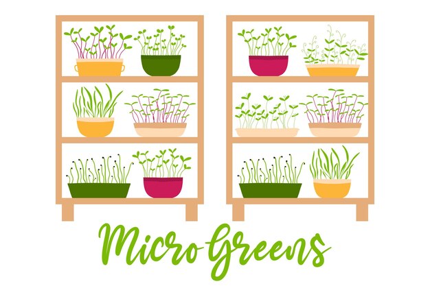 Vector vector illustration of a stele with potted plants shelf with microgreens growing microgreens vector illustration