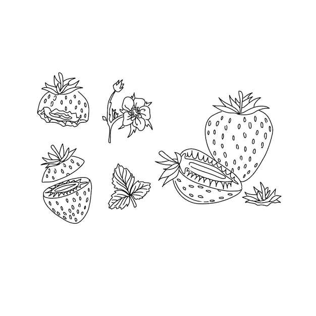 vector illustration strawberry berry food fruit red sweet fresh juicy organic healthy