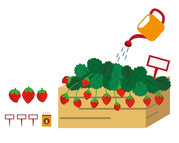 Vector illustration strawberry orchard strawberry planting White background