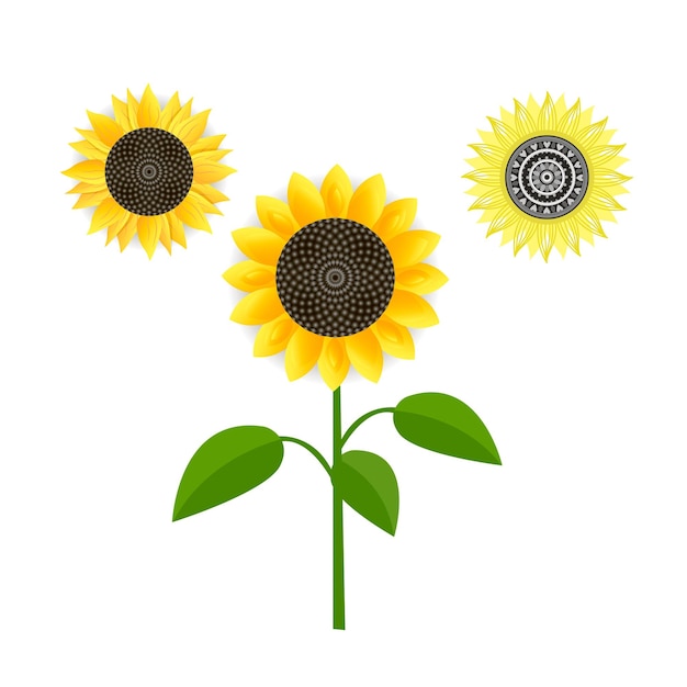 Vector illustration of sunflower isolated on white background