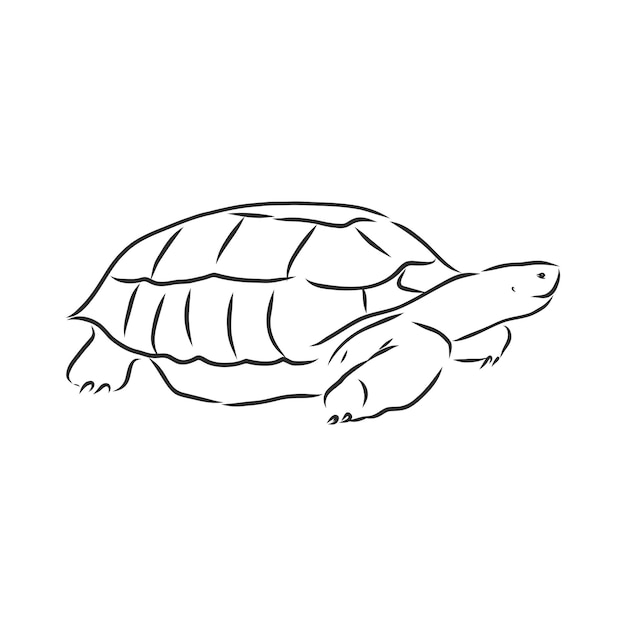 Vector illustration tattoo animal turtle vector sketch illustration