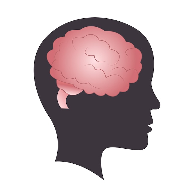 Vector illustration template of the human brain