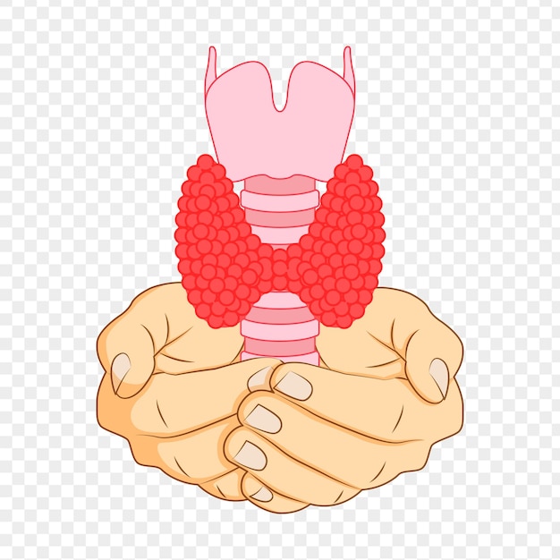 Vector vector illustration of thyroid gland in hand on transparent background