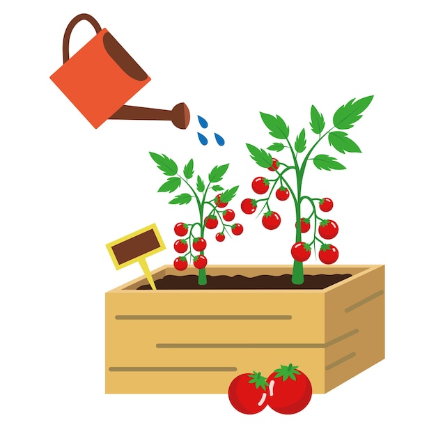 Vector illustration of a tomato ochard Tomato garden