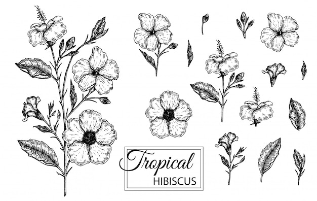 Vector illustration of tropical flower isolated. Hand drawn hibiscus. Floral graphic black and white illustration. Tropic design elements. Line shading style