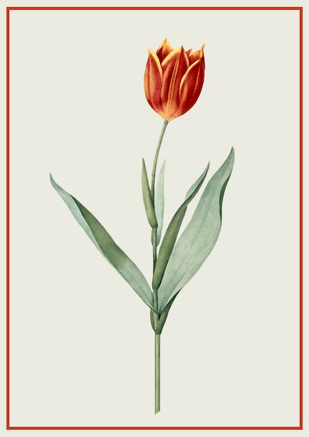 Vector illustration of tulip