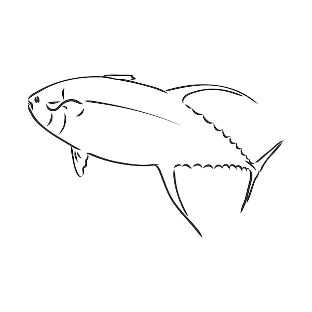 Vector illustration of tuna tuna fish vector sketch on white background