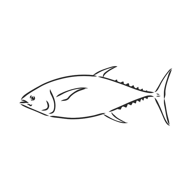 Vector illustration of tuna Vector illustration can be used for creating logo