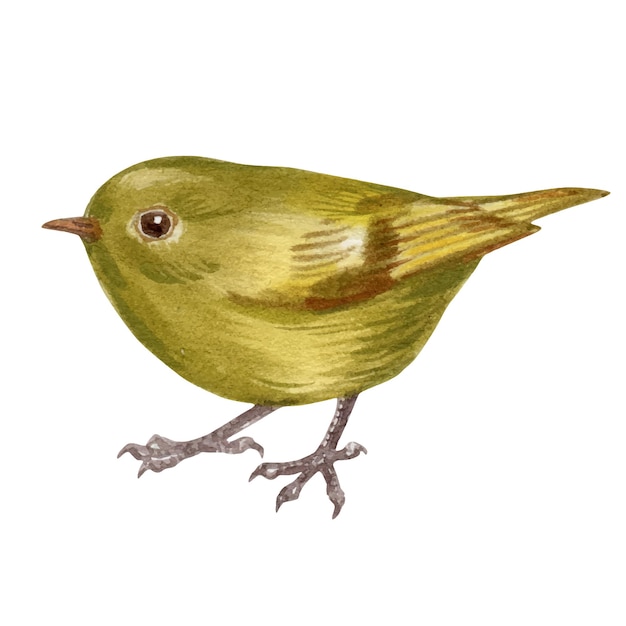 Vector illustration of watercolor with portrait of small forest bird kinglet