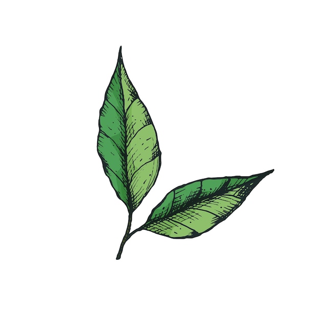 Vector illustration with a branch and 2 green tea leaves in a freehand drawing style color For logo icon or packaging design