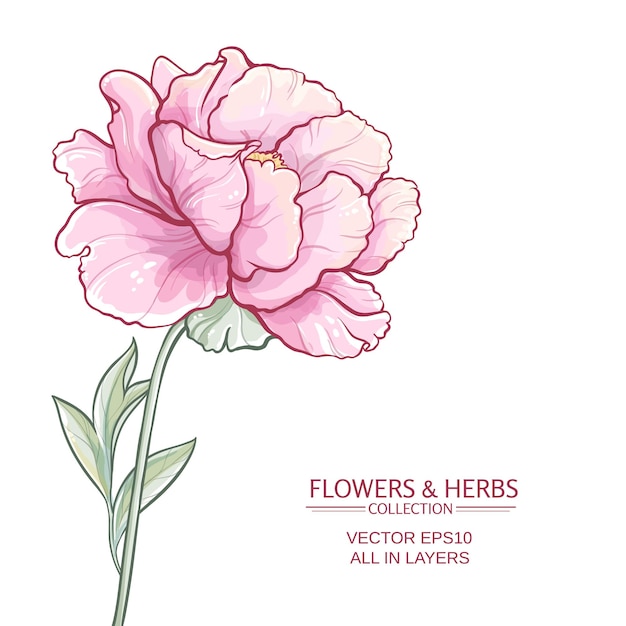 Vector illustration with peony on white background