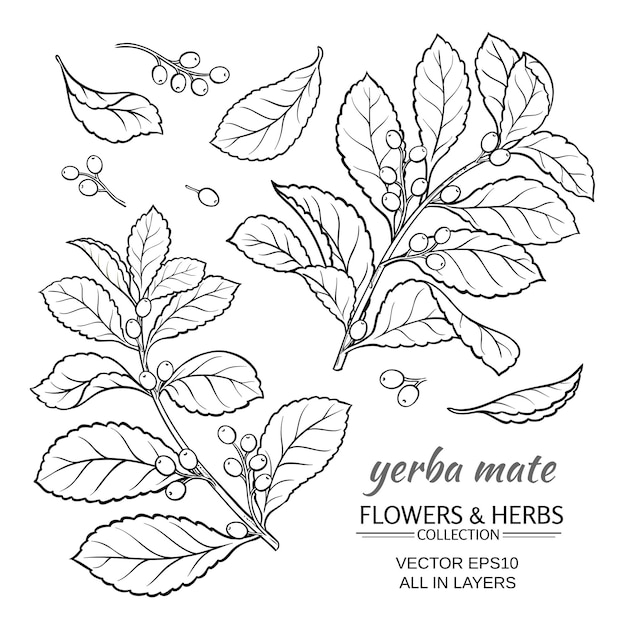 Vector illustration with yerba mate on white background