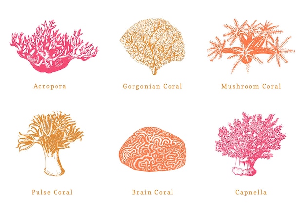 Vector illustrations of color corals Collection of drawn sea polyps on white background