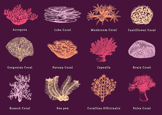 Vector illustrations of color corals Collection of drawn sea polyps