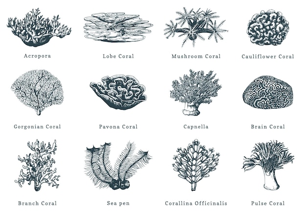 Vector illustrations of corals. Collection of drawn sea polyps on white background.