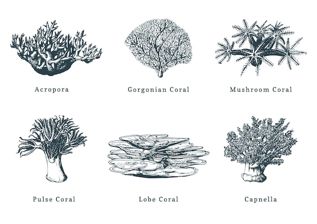 Vector illustrations of coralsCollection of drawn sea polyps on white background