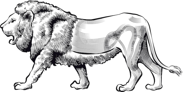 Vector image of an African lion in the style of art outline