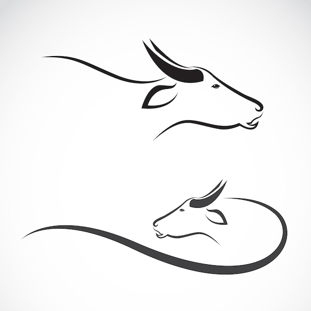 Vector image of an buffalo on white background.