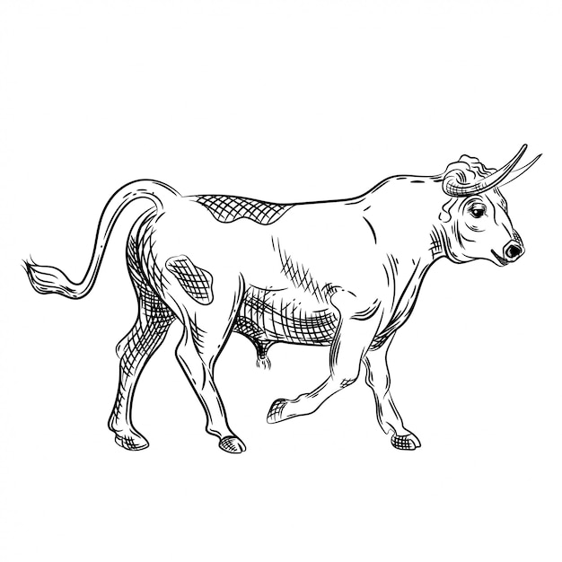 Vector image of a bull