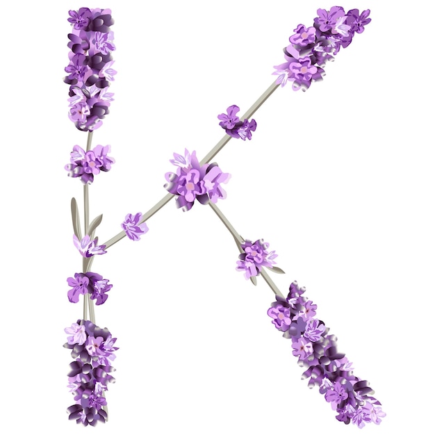 Vector image of the capital letter K of the English alphabet in the form of lavender