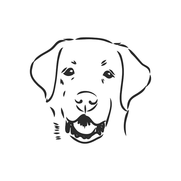 Vector image of an dog labrador on white background. labrador, vector sketch on a white background