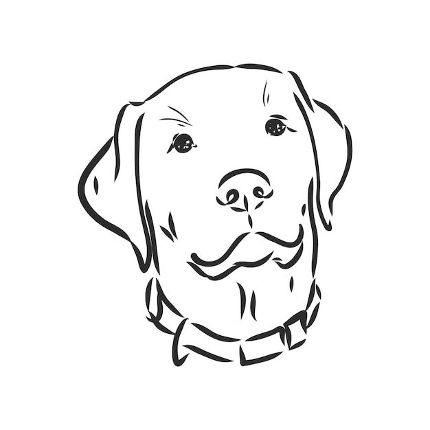 Vector image of an dog labrador on white background. labrador vector sketch on a white background