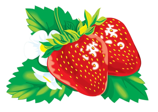 Vector image of fresh red strawberry