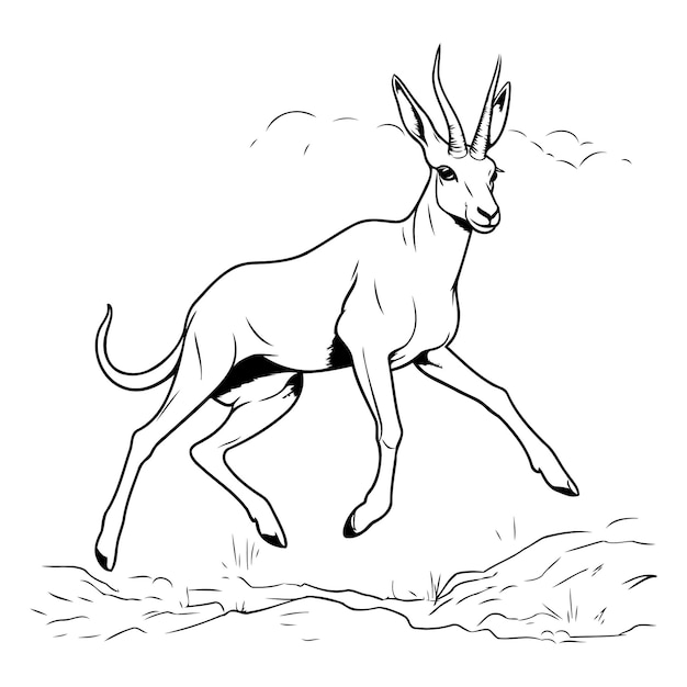 Vector image of a gazelle on a white background Sketch