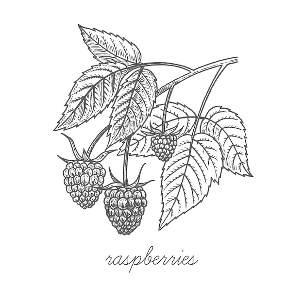 Vector image of medical plant Raspberries