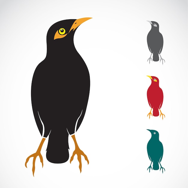 Vector image of an Myna bird on white background