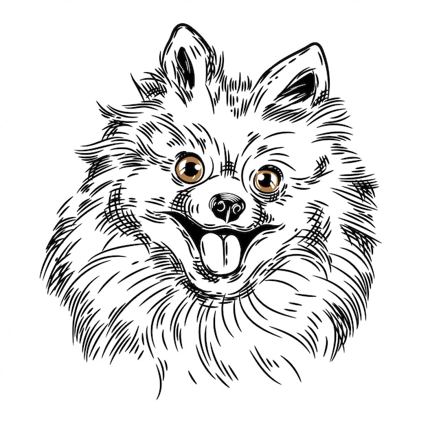 Vector image of a pomeranian dog