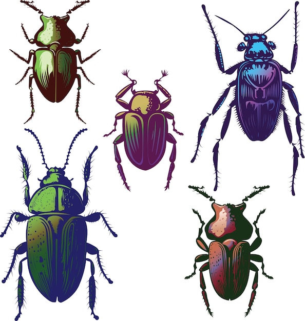 vector image of a set of beetles insects of different species