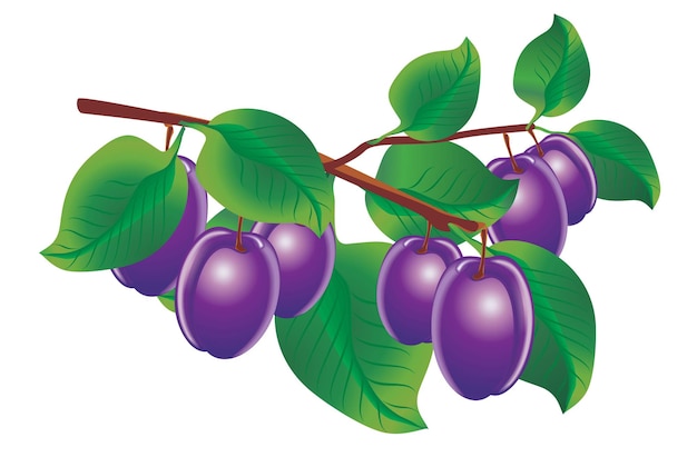 Vector image of twig of plums