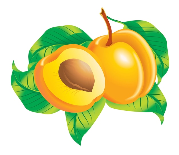 Vector image of two apricots