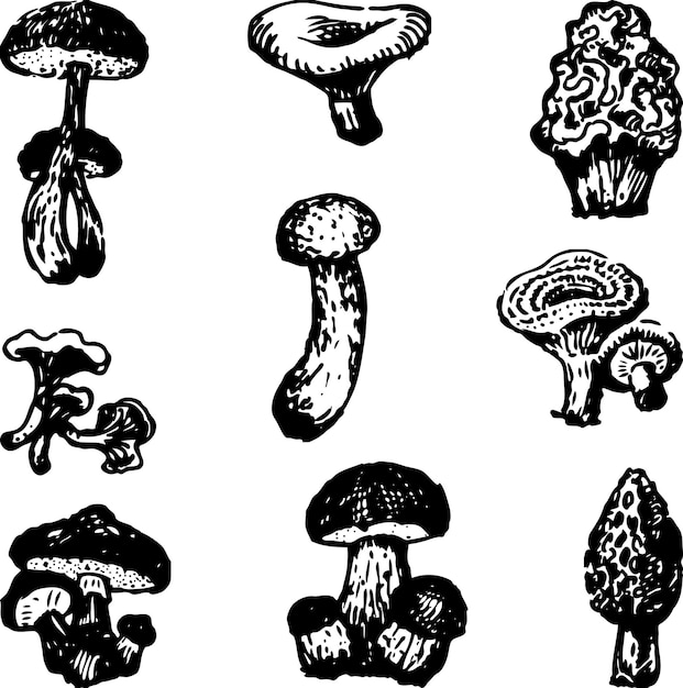 Vector image of various edible mushrooms