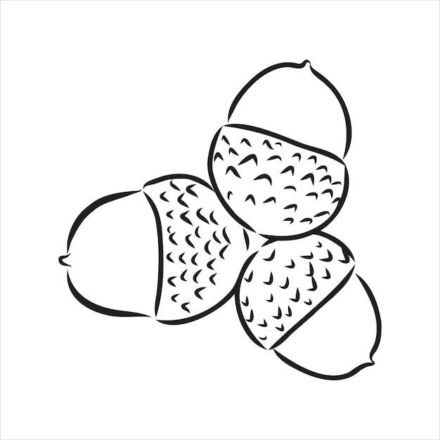 Vector ink sketch drawing of autumn acorns and leaves. detailed vintage style illustration