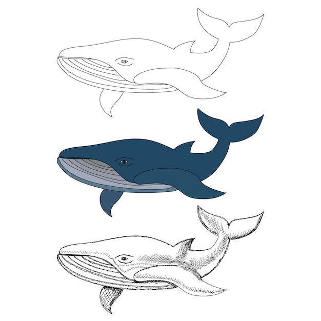 Vector, isolated, blue whale on white background