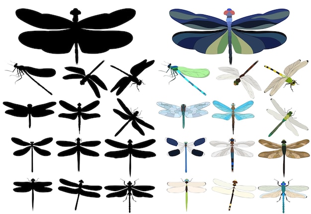 Vector isolated flying dragonfly insect with silhouette of dragonflies