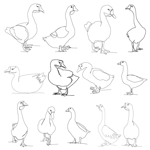 Vector isolated goose continuous line drawing set