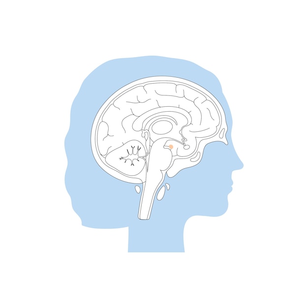 Vector isolated illustration of Amygdala