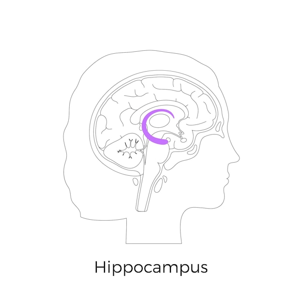 Vector isolated illustration of Hippocampus