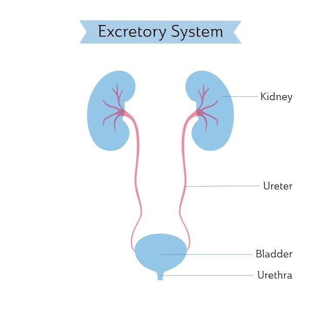 Vector isolated illustration of kidney