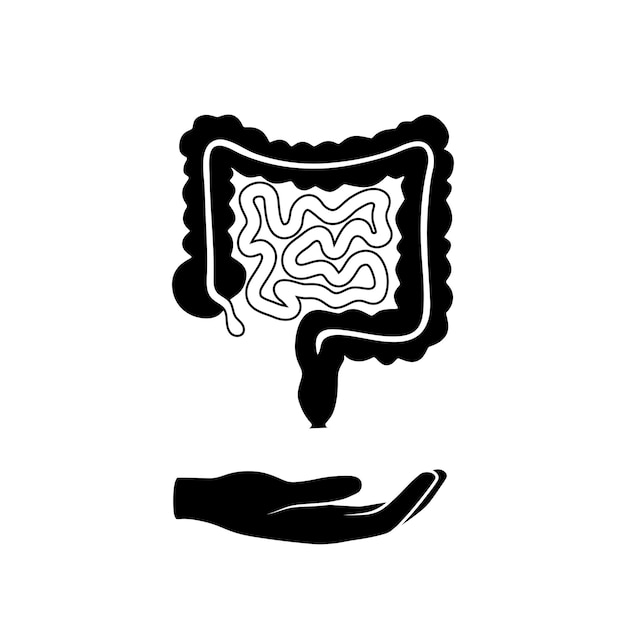 Vector isolated illustration of large and small intestine anatomy. Human digestive system icon