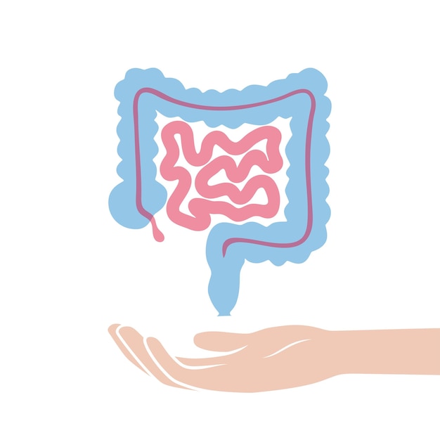 Vector isolated illustration of large and small intestine